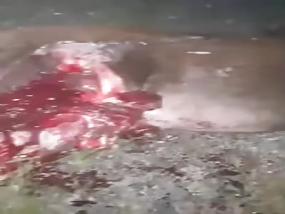 Car Hit A Moose And It Killed Passenger