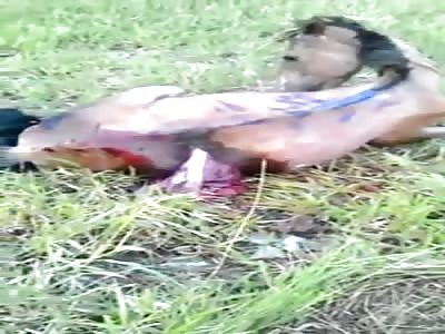 LIVE HORSE WITH TRIPES OUT