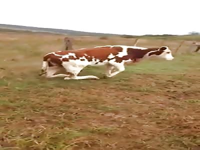 Cow has broken legs