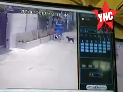 Young girl is attacked by dogs
