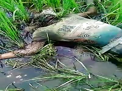 Rotting Corpse Found in a Swamp