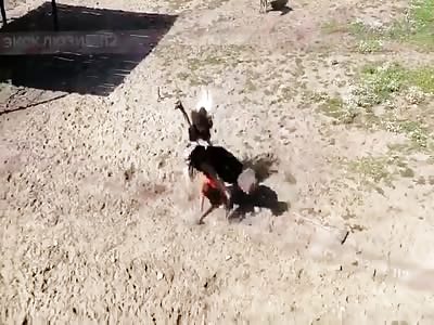 Russian Man Attacked by an Ostrich