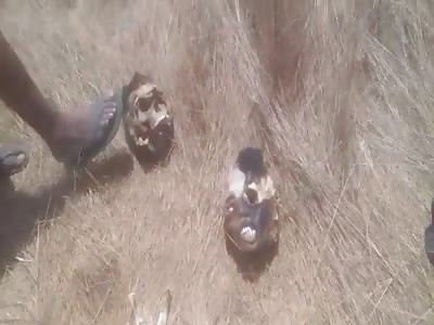 Rotting Bodies of Two Tortured Men Found