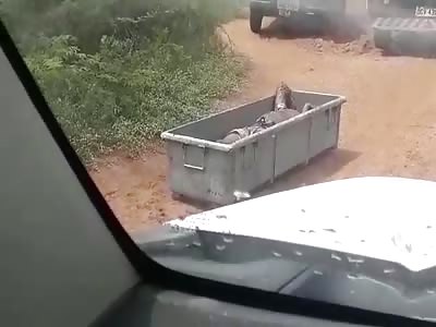 man dies after bee attack