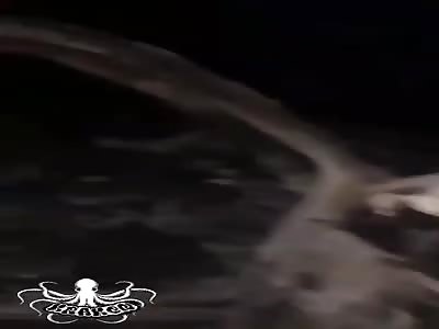 bbq, war between cartels of the northwest (full video)