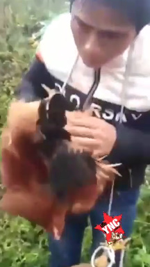  Thieves Forced to Kiss Chicken's Ass.