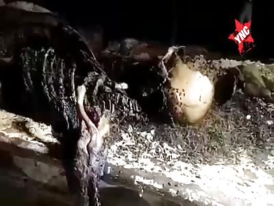 CORPSE IN ADVANCED STATE OF PUTREFACTION