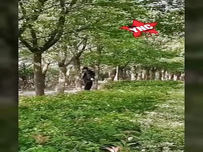 An ornament for the trees