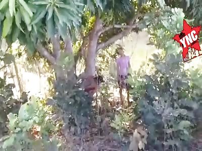 Damn, what the fucking ornaments the trees have