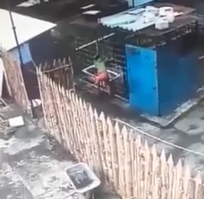 Caged Bear Eats Woman's Arm for Lunch.