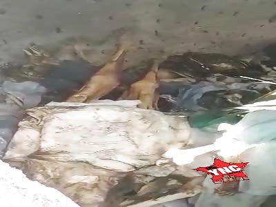 But what are they doing there