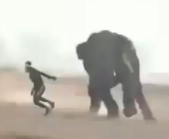  Elephant Tramples & Squashes Man Like a Bug