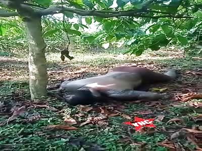 Man in a state of putrefaction