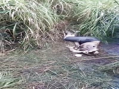 Corpse something stinky