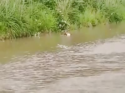 Rotten, swollen corpse floating down a river.