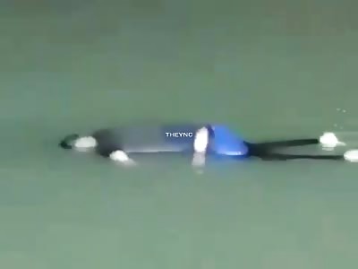 Damn they love to throw trash in the water