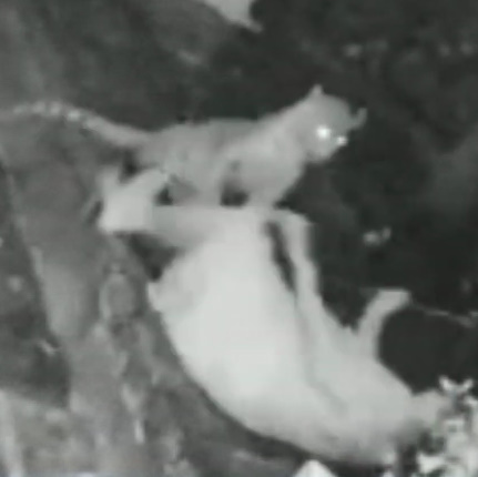 Leopard Attacks Woman In Mumbai's Aarey Colony