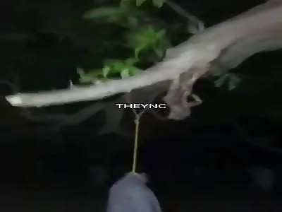 What fucking ornaments they put on the trees