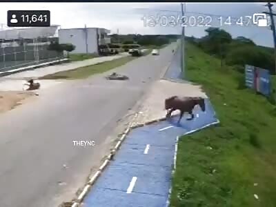 watch out for the horse