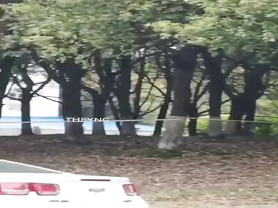 An ornament among the trees