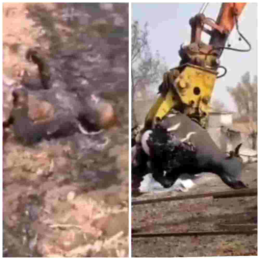 What a good party with bbq