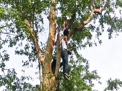 Dead man in the tree