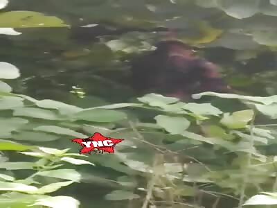 Rotten body on the tree