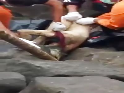 They take cadaver from between the rocks