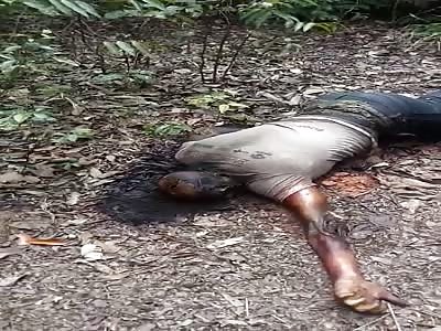 A burned man's body is found in the undergrowth