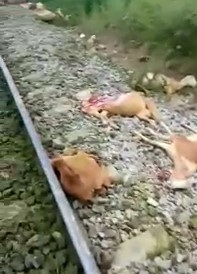 CARNAGE on the train lines