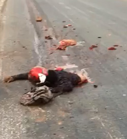 Damn..! Carnage on the road 