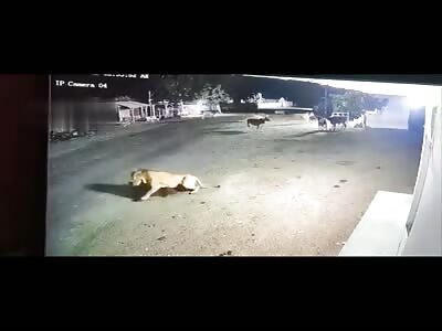 Lion Invades Indian Village!