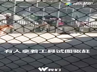 Tiger bite to death animal trainer in China