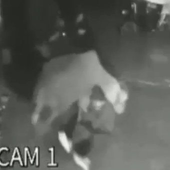 Aggressive Cows in India Attacking Old Man