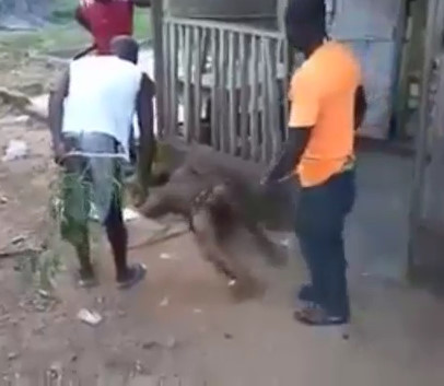 Thief Punished for stealing in the community . 