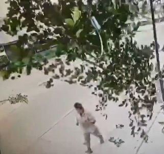 Woman Casually Strolling Crushed by Tree