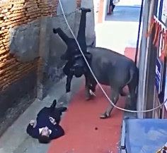 Angry Buffalo Flings Two Men Into Air