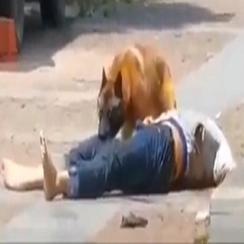 Crowd Watches As Dog Attacks Elderly Man in China