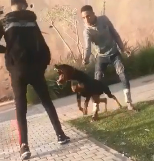 If You Mess with the Rottweiler Karma Will Bite Back