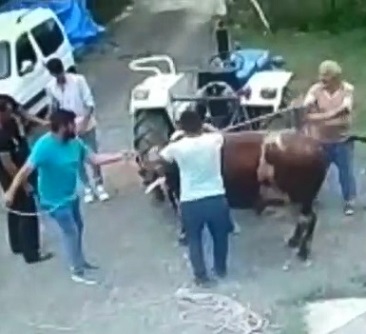 Grandpa Falls to his Demise After Trying to Tame the Beast