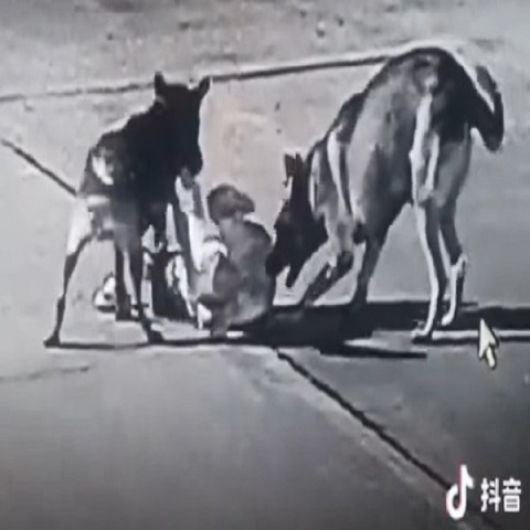 Kid Mauled by Two Huge German Shepherds