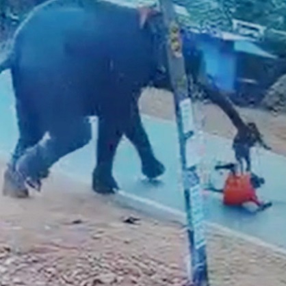 Elephant Stomps Mahout after Getting Provoked In India