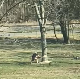 DAMN! Man Killed after Cut Tree Falls on Him In LICKING COUNTY