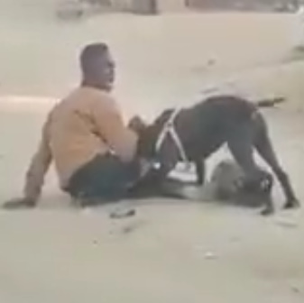 Stray Pitbull Attacks South African Man 