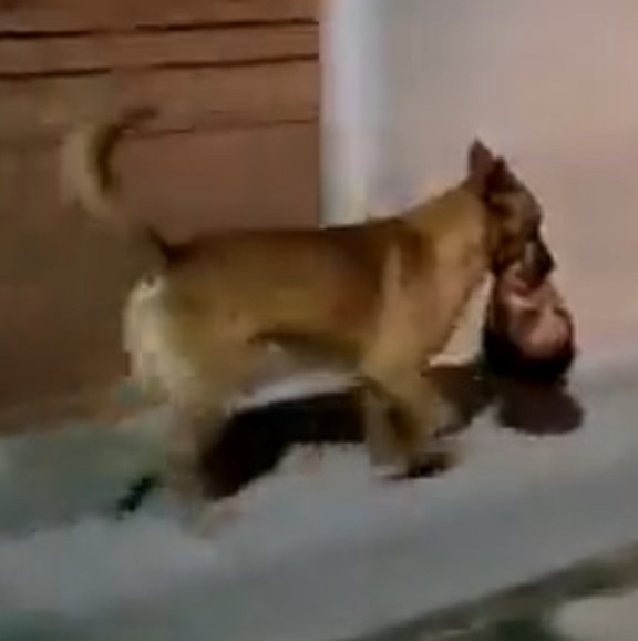 Companion in Life and in Death - Canine Carries a Human Head