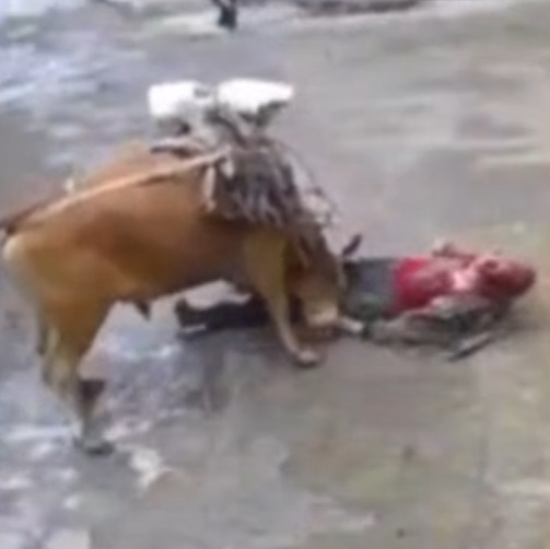 Bull Attacks and Kills 82-Year-Old Owner In Wuhan