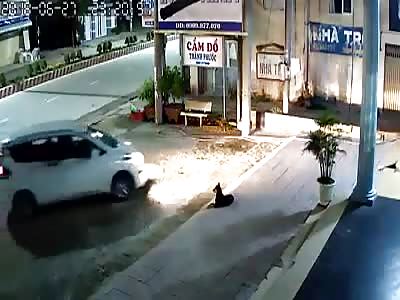 Asshole shoots dog and takes him for dinner 