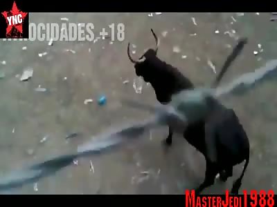 Killed by bull 