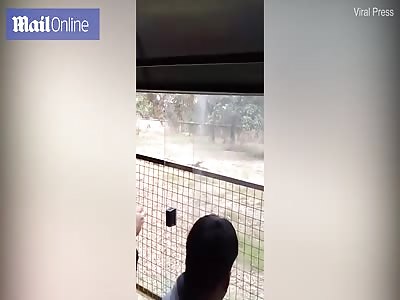 Zoo visitors watch on as man is mauled to death by Lion in India