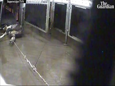 Secret filming reveals sick cows being dragged to slaughter in Poland